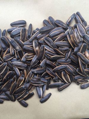 五香瓜子 傳統與創新的堅果炒貨之選